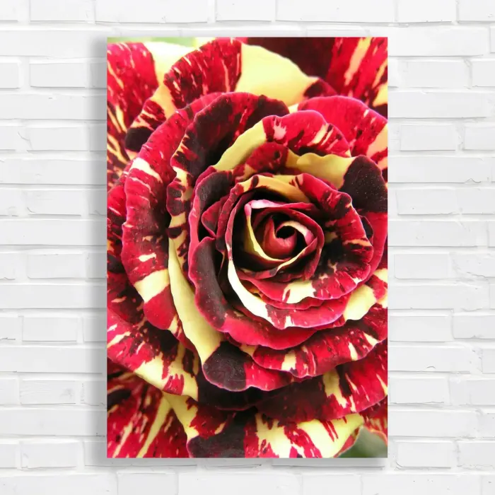 x=0.35;y=0.35;w=0.3;h=0.3