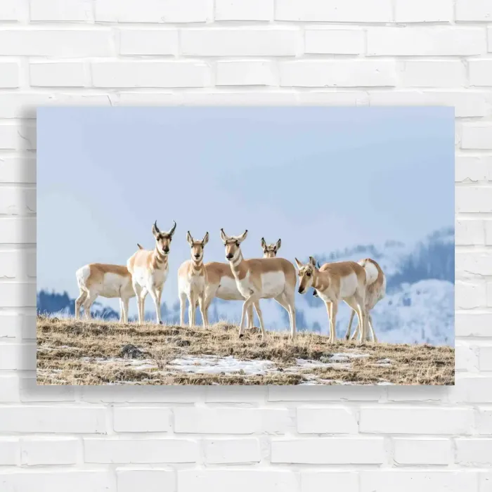 x=0.35;y=0.35;w=0.3;h=0.3