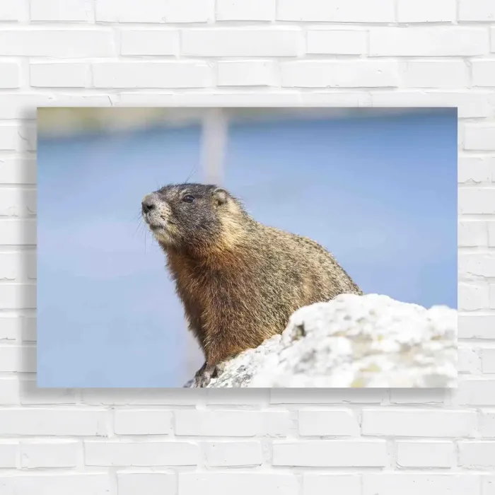 x=0.35;y=0.35;w=0.3;h=0.3