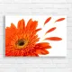 Vibrant Orange Gerbera Flower Canvas Print