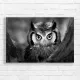 Intense Owl Portrait B&W Canvas Print