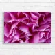 Vibrant Pink Peony Petals Abstract Canvas Print