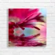 Vibrant Magenta Gerbera Daisy Water Reflection Canvas Print