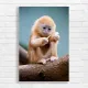 Adorable Baby Monkey Nature Canvas Print
