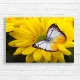 Yellow Daisy Butterfly Canvas Print - Nature's Beauty