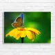 Vibrant Butterfly on Yellow Flower Canvas Print