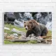 Majestic Grizzly Bear Waterfall Canvas Print