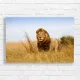 Majestic Lion Safari Wall Art Canvas Print