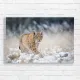 Majestic Lynx in Snow Canvas Print