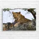 Majestic Leopard in Tree Canvas Print