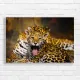 Adorable Jaguar Cub Yawning Canvas Print