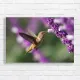Hummingbird & Lavender Bloom Canvas Print