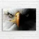 Majestic Eagle Close-Up Canvas Print | Wildlife Art