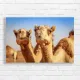 Two Camels Desert Safari Canvas Print