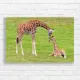 Gentle Giraffe Family Portrait Canvas Print