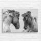 Majestic Equine Bond: Black & White Horse Canvas Print
