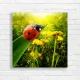 Lucky Ladybug Nature Garden Canvas Print