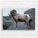 Majestic Bighorn Sheep Rocky Mountain Canvas Print