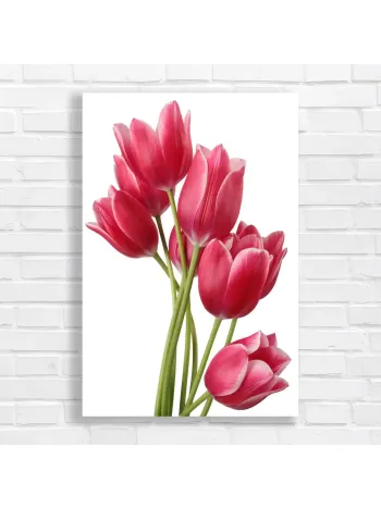 Vibrant Pink Tulips Blossom Canvas Print