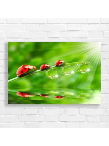 Ladybugs on Dewdrop Grass Canvas Print
