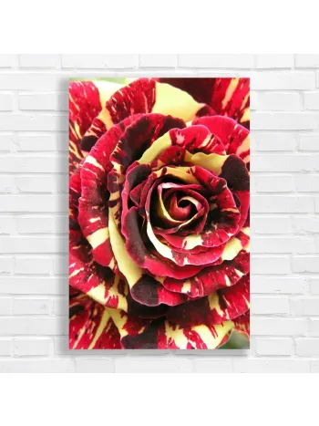 Striking Red Yellow Rose Petals Canvas Print