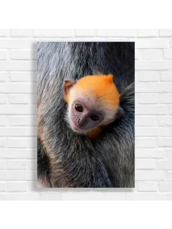 Adorable Baby Monkey Hug Canvas Print