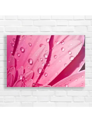 Vibrant Pink Daisy Dewdrops Canvas Print