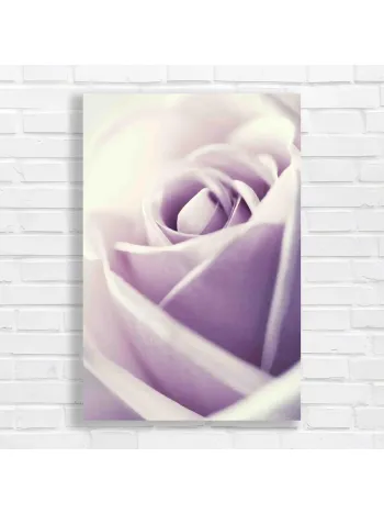 Soft Lavender Rose Close-Up Canvas Print