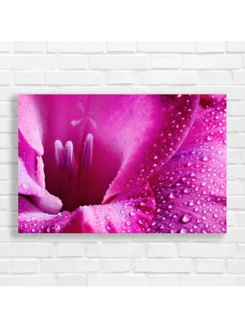 Vibrant Magenta Gladiolus Macro Canvas Print
