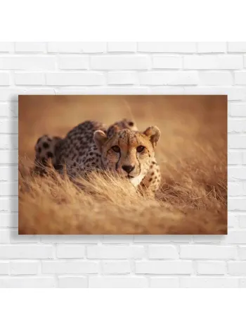 Majestic Cheetah in Golden Grass Canvas Print