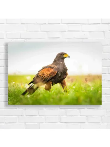 Majestic Hawk in Meadow Canvas Print