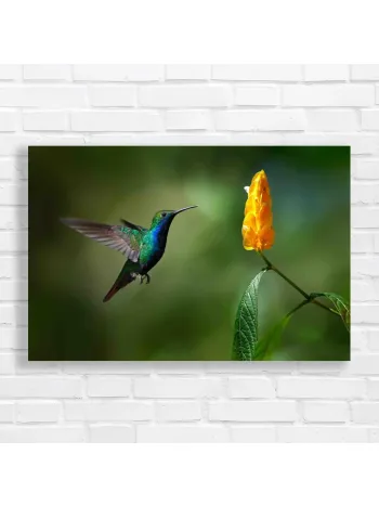 Vibrant Hummingbird & Yellow Flower Canvas Print
