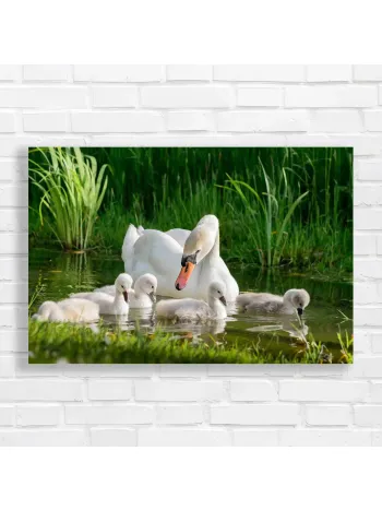 Graceful Swan Family Nature Canvas Print