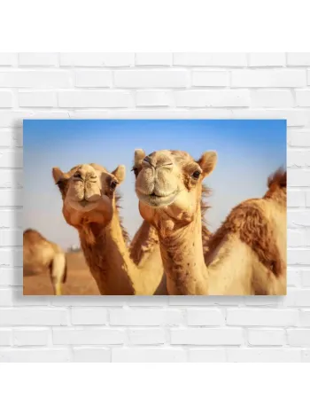 Two Camels Desert Safari Canvas Print