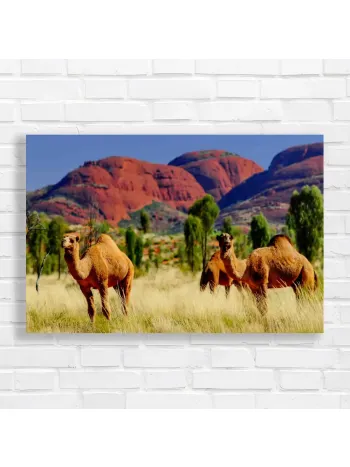 Desert Camels Outback Adventure Canvas Print