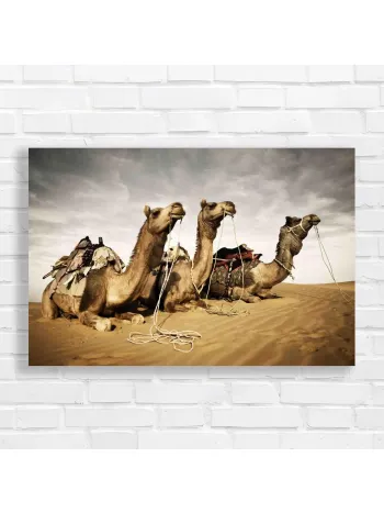 Majestic Camels Desert Journey Canvas Print