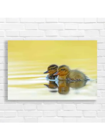 Adorable Ducklings Serene Swim Canvas Print
