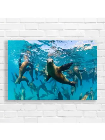 Underwater Sea Lions Galore Canvas Print