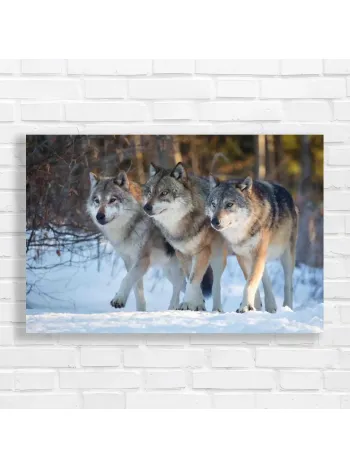 Majestic Wolf Trio Winter Scene Canvas Print