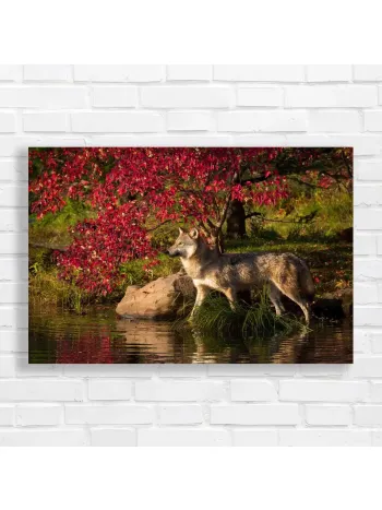 Majestic Wolf in Autumn Forest Canvas Print