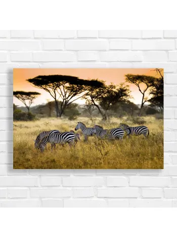 African Savannah Zebras Canvas Print